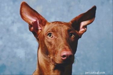 Huskurer för hundar med öronvärk