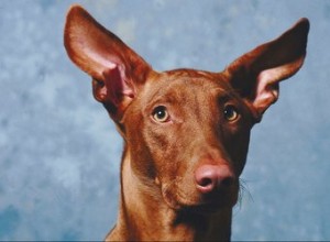 Remédios caseiros para cães com dores de ouvido