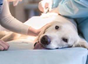 Toxémie chez le chien