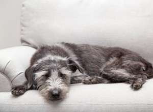 Effets secondaires des comprimés de thyroxine chez le chien