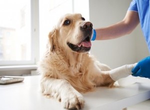 犬の足の骨折の症状 