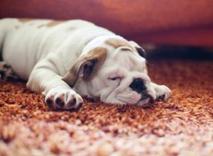 カーペットからきれいな犬の尿 