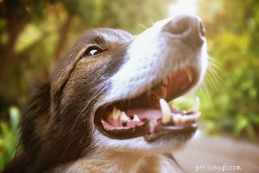 Waarom klapperen mijn honden tanden?