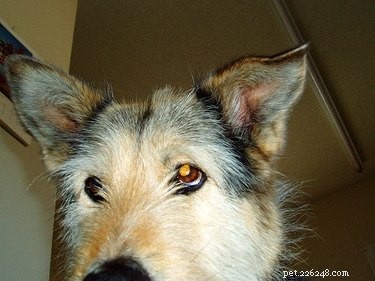 Over Polysporin-oordruppels voor honden