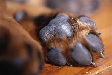 犬の足の裏の怪我と治療 