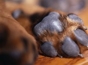 Tratamento e lesões nas almofadas da pata do cão