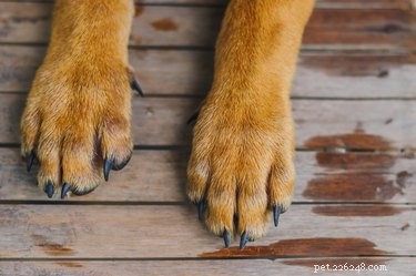 Tratamento e lesões nas almofadas da pata do cão