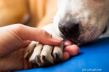 Травмы и лечение подушечек лап у собак