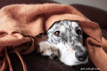 Sintomi di insufficienza renale del cane
