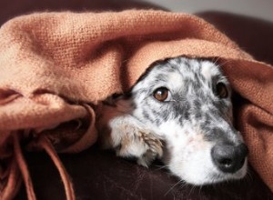 Příznaky selhání ledvin u psa