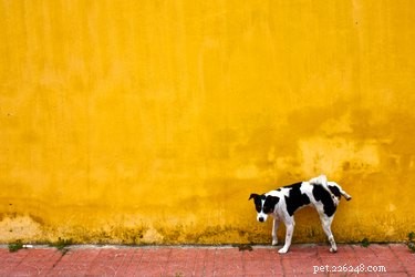Com que frequência os cães urinam e evacuam?