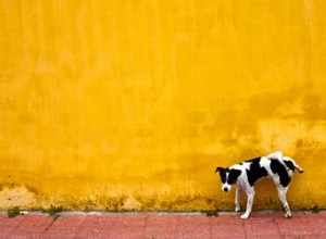 Com que frequência os cães urinam e evacuam?