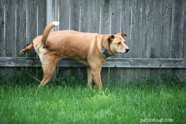 Quanto spesso i cani urinano e hanno movimenti intestinali?