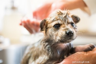 Tratamento de pulgas para cachorros com menos de 12 semanas
