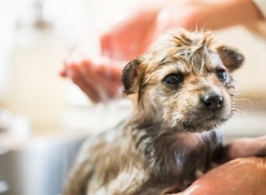 12週間未満の子犬のノミ治療 