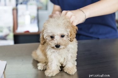 Com que frequência os cães precisam da vacina parvo?