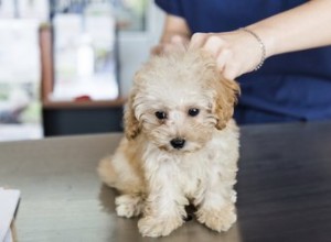 Com que frequência os cães precisam da vacina parvo?