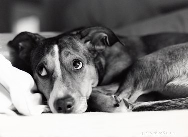 Bijwerkingen van melatonine bij honden