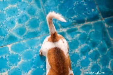 Waarom blijft een hond zijn staart bij zijn kont omhoog kauwen?