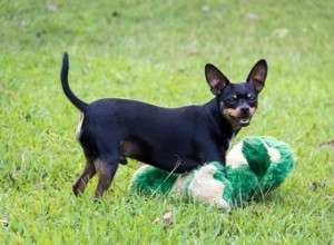 Qual ​​é o melhor repelente de carrapatos para cães?