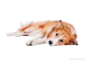 Tecken och symtom på blodproppar hos hundar