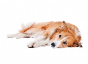 犬の血栓の兆候と症状 