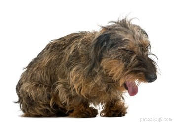 Waarom honden droge bulten en hoesten hebben