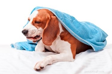 Por que os cães têm vômitos secos e tosse