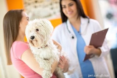 Perché i cani hanno il sussulto secco e la tosse