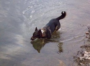 Diarrhée verte chez le chien