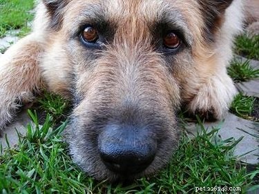 Зеленая диарея у собак