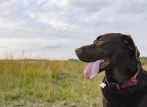 Doenças de cães que causam hematomas