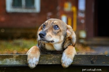 Nemoci psů, které způsobují modřiny