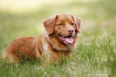 Jaké jsou příčiny krvavého průjmu u psů?
