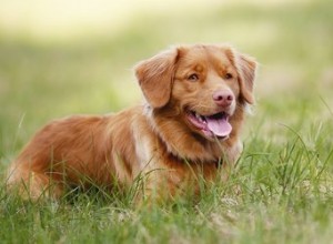 Jaké jsou příčiny krvavého průjmu u psů?