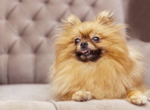 O que é a doença da pele negra em cães?