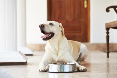 Seznam potravin, které psi nemohou jíst