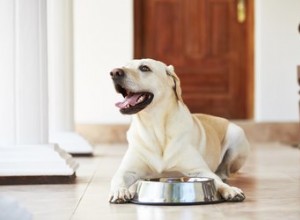 Uma lista de alimentos que os cães não podem comer