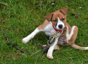 Como são os ovos de pulgas de cachorro?