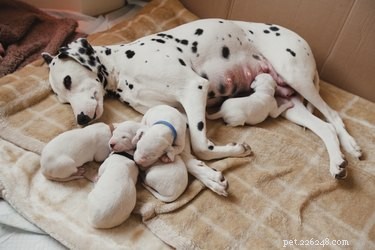 Stappen van puppyontwikkeling tijdens de zwangerschap