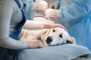Hoe steriliseren ze honden?