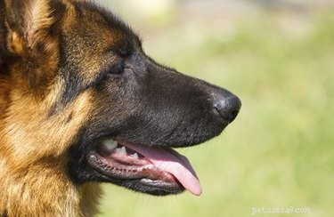 Calcinose circunscrita em cães