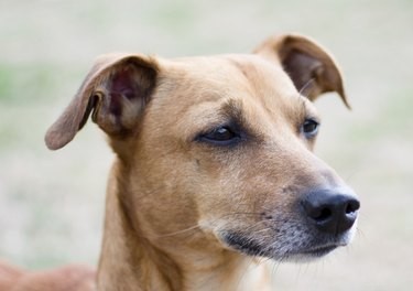 Calcinosis Circumscripta bij honden