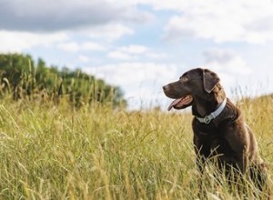 Níveis de Ph em cães