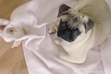 Vilka är behandlingarna för ett snitt på en hundtassdyna?