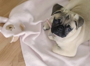 Как лечить порезы на подушечках лап у собак?