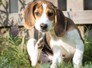 O óleo da árvore do chá funcionará em cães para pulgas?