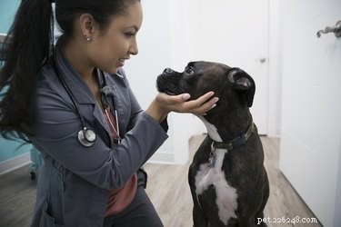 Hur man vet om en hund är dräktig utan veterinär