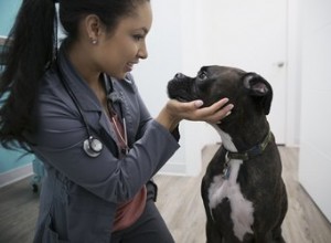 Como saber se uma cadela está grávida sem um veterinário