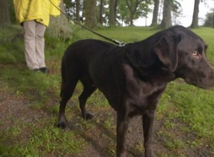 Comment traiter les démangeaisons du chien mais pas les puces